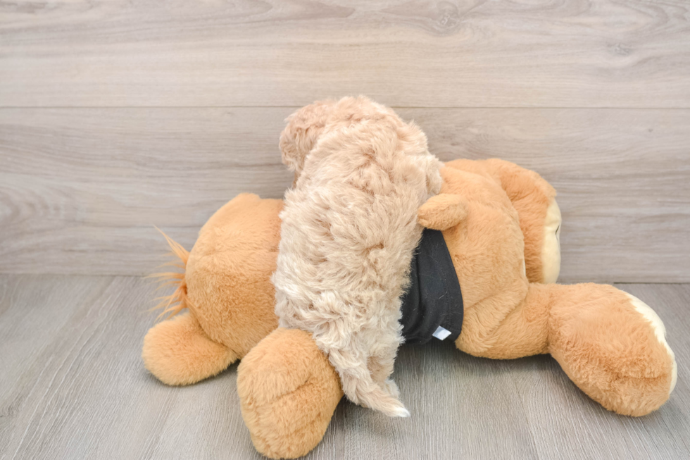 Maltipoo Puppy for Adoption