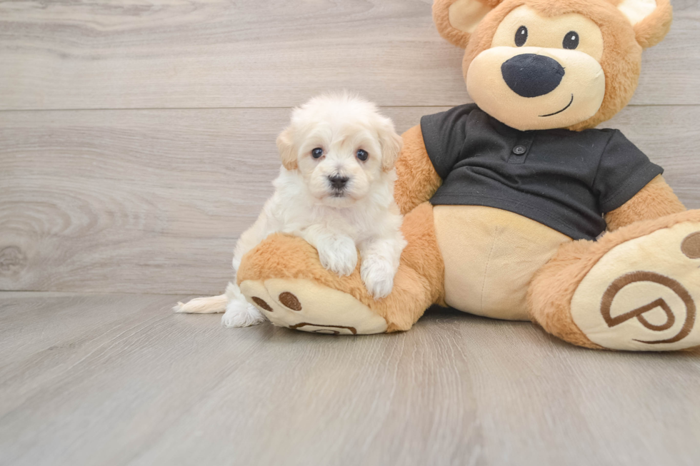 Small Maltipoo Baby