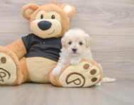 7 week old Maltipoo Puppy For Sale - Simply Southern Pups