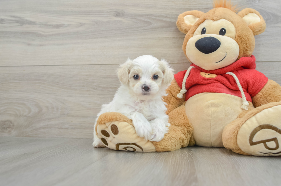 8 week old Maltipoo Puppy For Sale - Simply Southern Pups