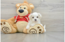 Playful Maltese Poodle Poodle Mix Puppy