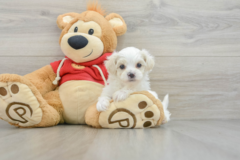 Playful Maltese Poodle Poodle Mix Puppy