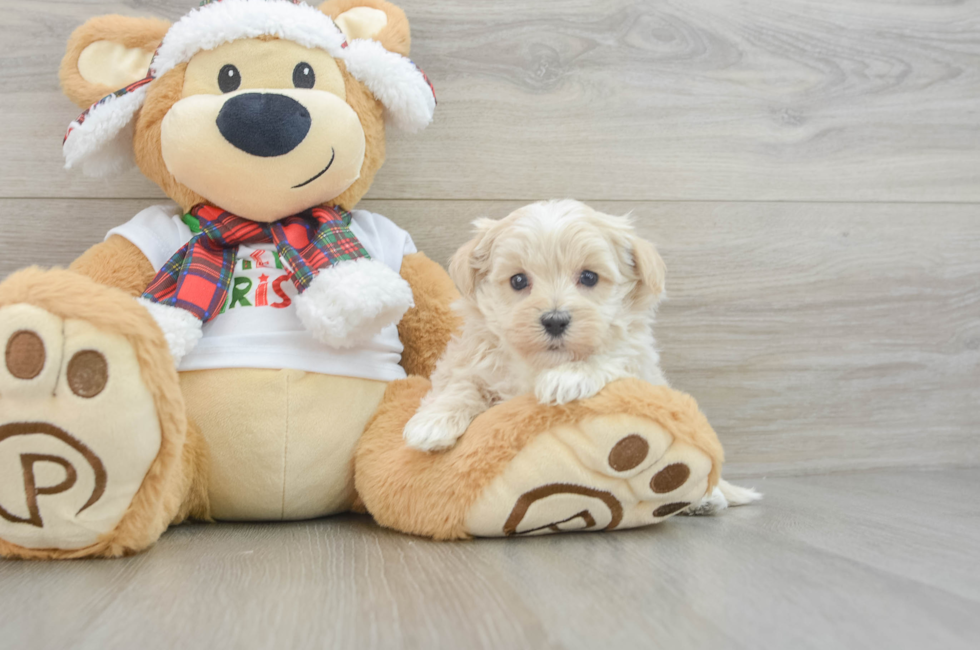 6 week old Maltipoo Puppy For Sale - Simply Southern Pups