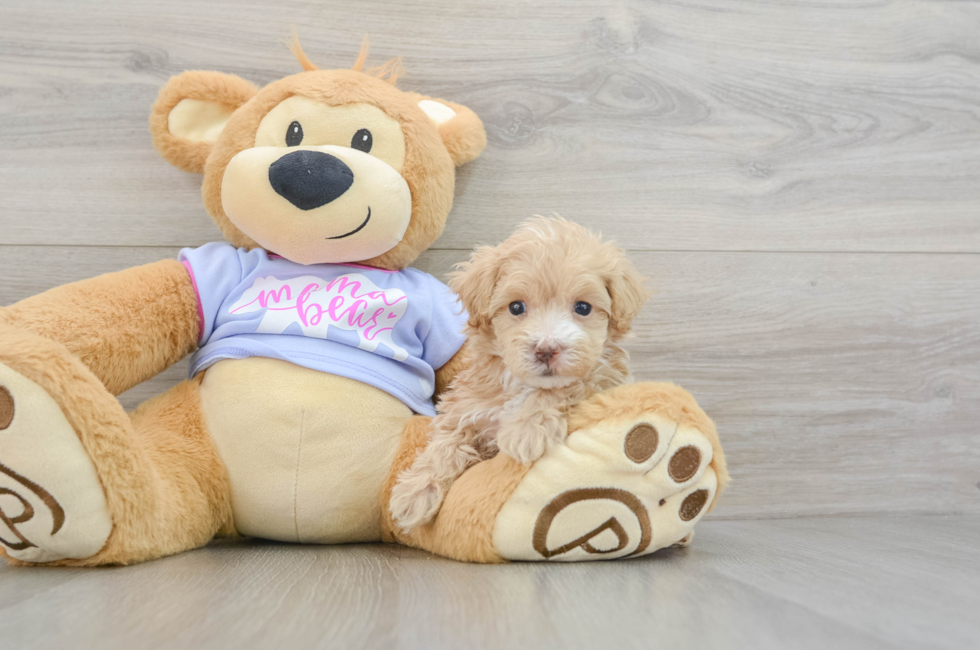 6 week old Maltipoo Puppy For Sale - Simply Southern Pups