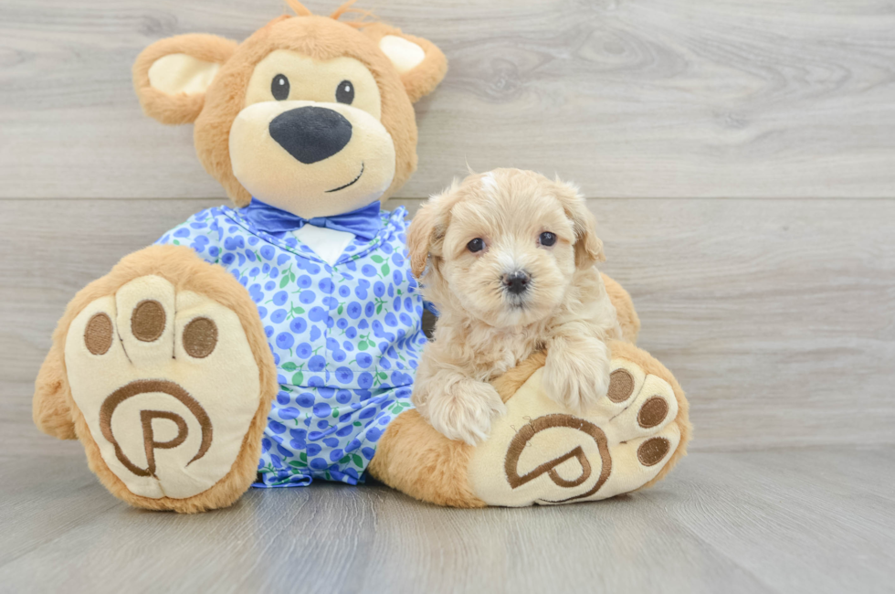 9 week old Maltipoo Puppy For Sale - Simply Southern Pups
