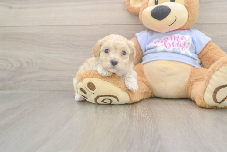 Maltipoo Puppy for Adoption