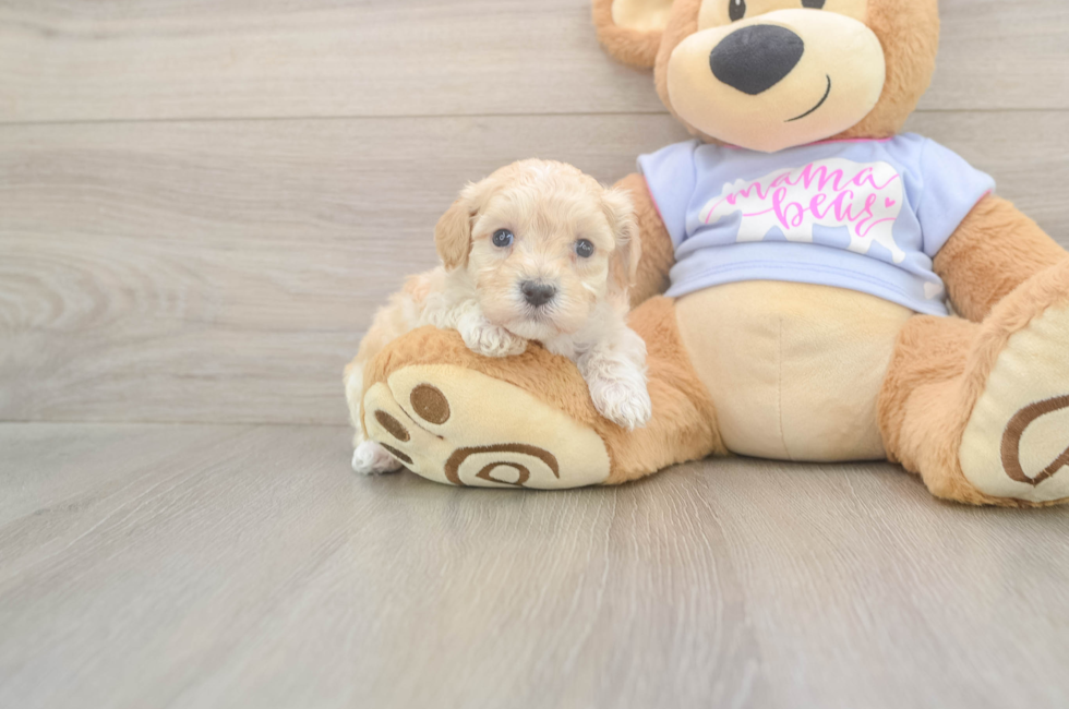 5 week old Maltipoo Puppy For Sale - Simply Southern Pups