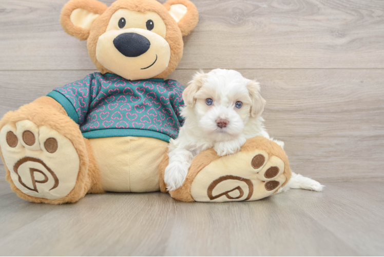 Maltipoo Puppy for Adoption
