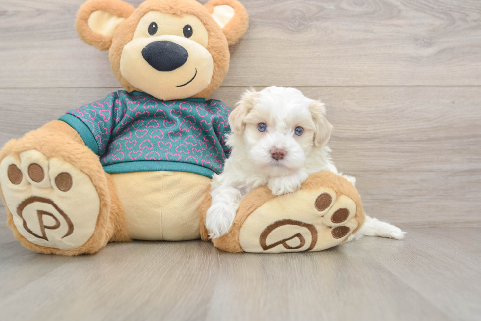 Maltipoo Puppy for Adoption