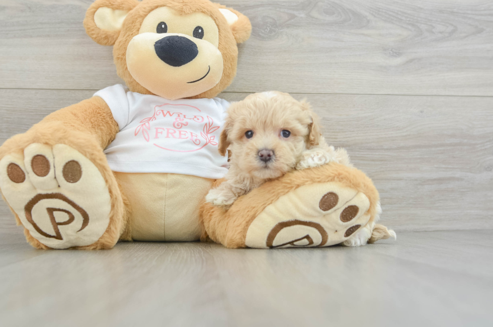 6 week old Maltipoo Puppy For Sale - Simply Southern Pups