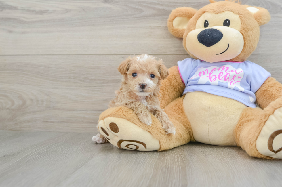 6 week old Maltipoo Puppy For Sale - Simply Southern Pups