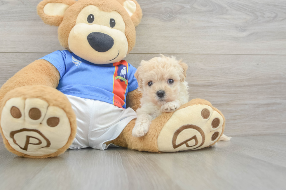 5 week old Maltipoo Puppy For Sale - Simply Southern Pups