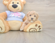 8 week old Maltipoo Puppy For Sale - Simply Southern Pups