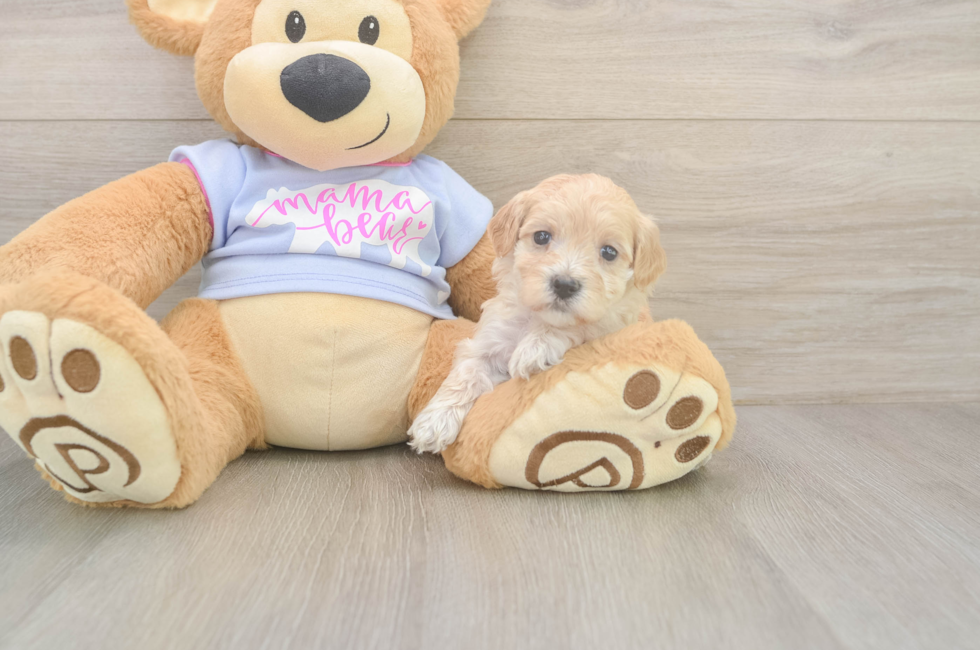 5 week old Maltipoo Puppy For Sale - Simply Southern Pups