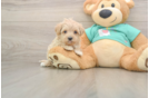Petite Maltipoo Poodle Mix Pup