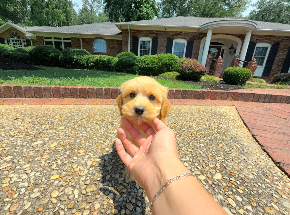 Cute Maltipoo Poodle Mix Pup