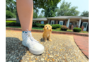 Cute Maltipoo Baby
