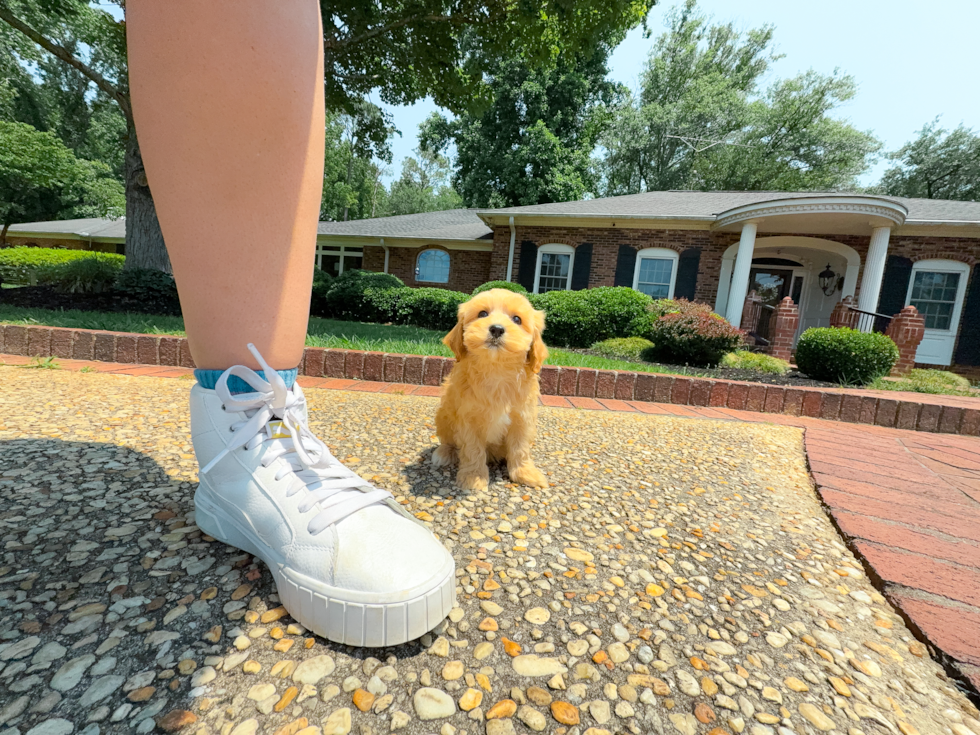 Cute Maltipoo Baby