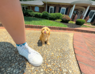 12 week old Maltipoo Puppy For Sale - Simply Southern Pups