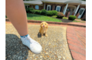 Maltipoo Pup Being Cute