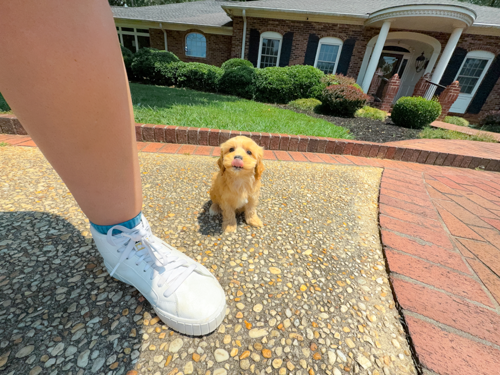 Maltipoo Pup Being Cute