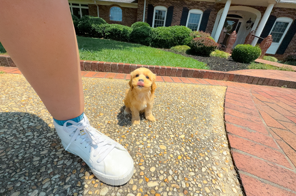 10 week old Maltipoo Puppy For Sale - Simply Southern Pups
