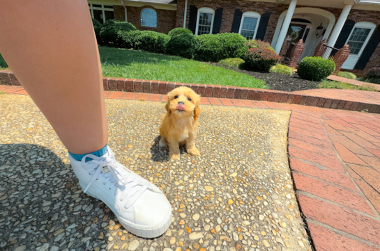 Maltipoo Pup Being Cute