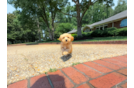 Cute Maltipoo Poodle Mix Pup