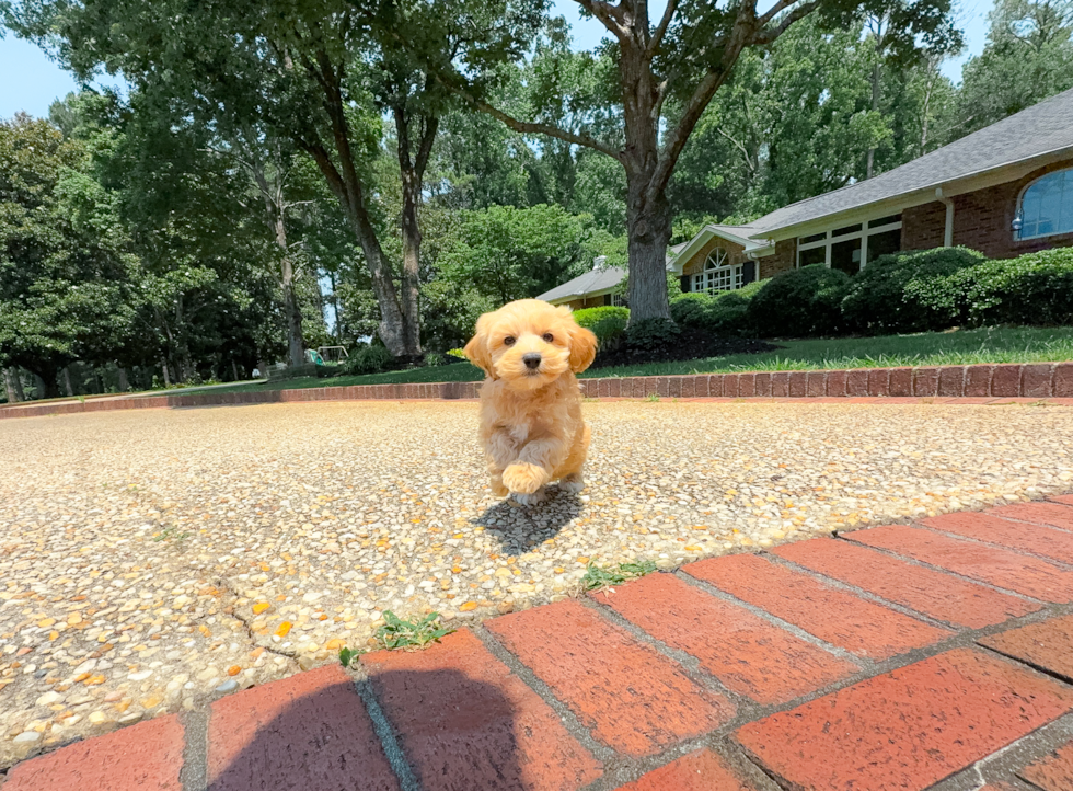 Cute Maltipoo Poodle Mix Pup