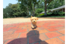 Cute Maltipoo Baby