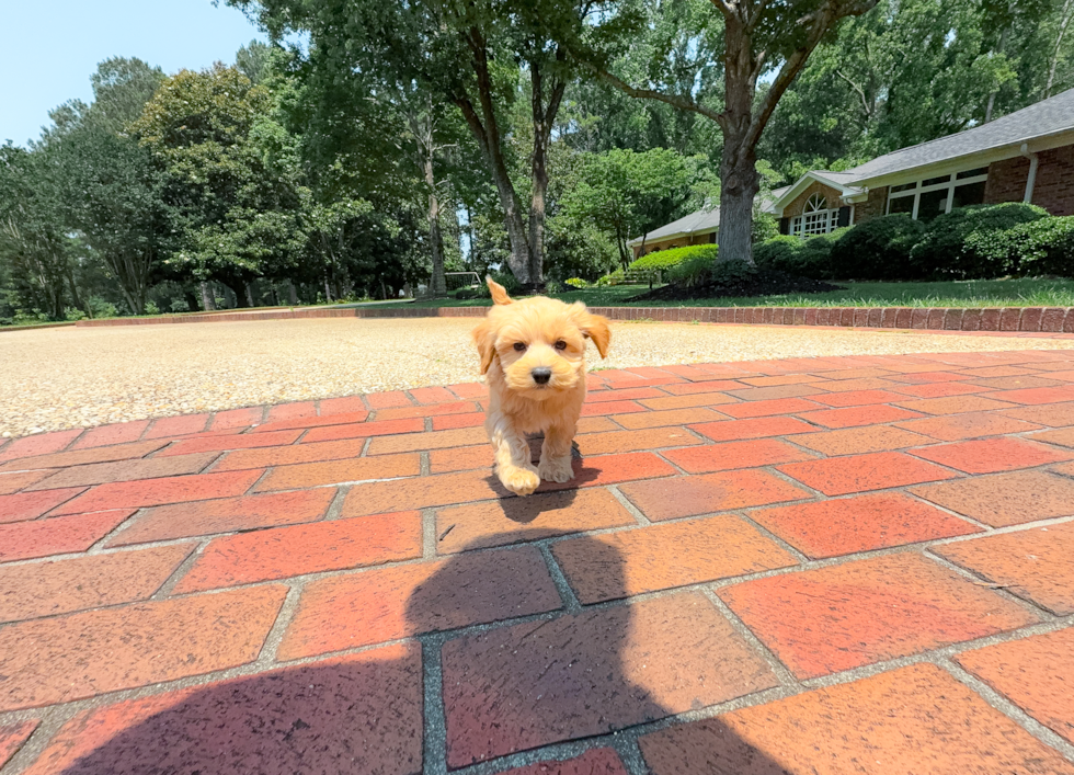 Cute Maltipoo Baby