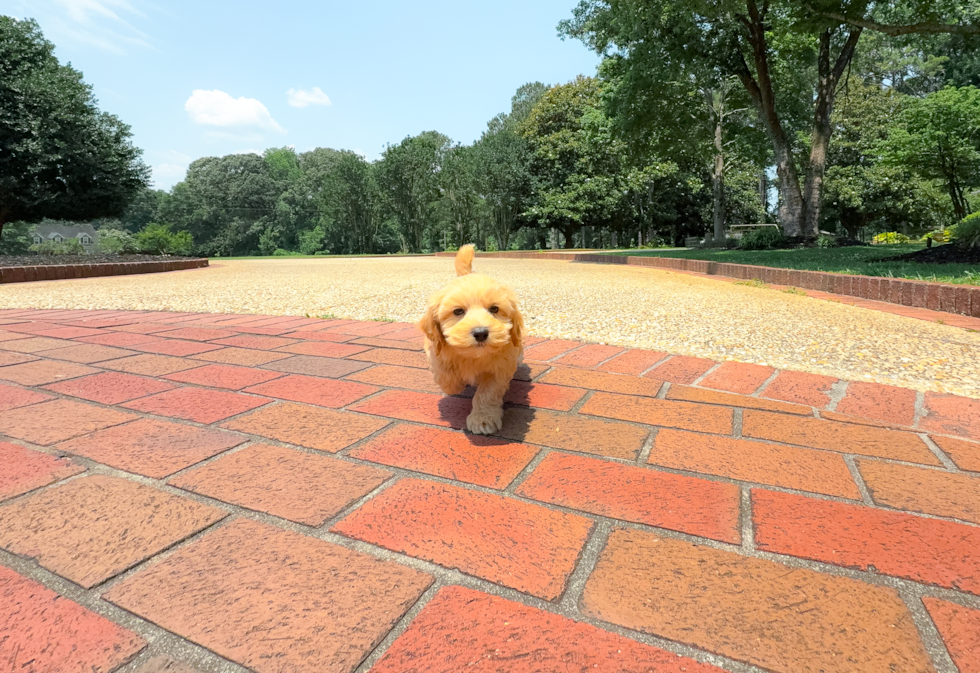 Cute Malt a Poo Poodle Mix Puppy