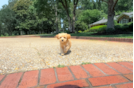 Maltipoo Puppy for Adoption