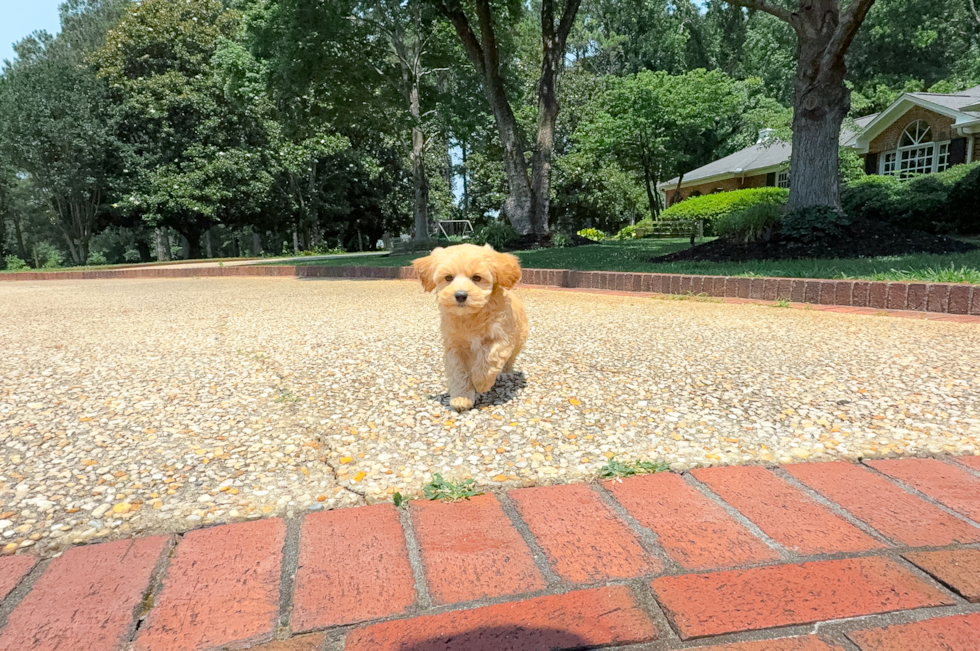 Maltipoo Puppy for Adoption