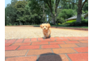 Maltipoo Puppy for Adoption