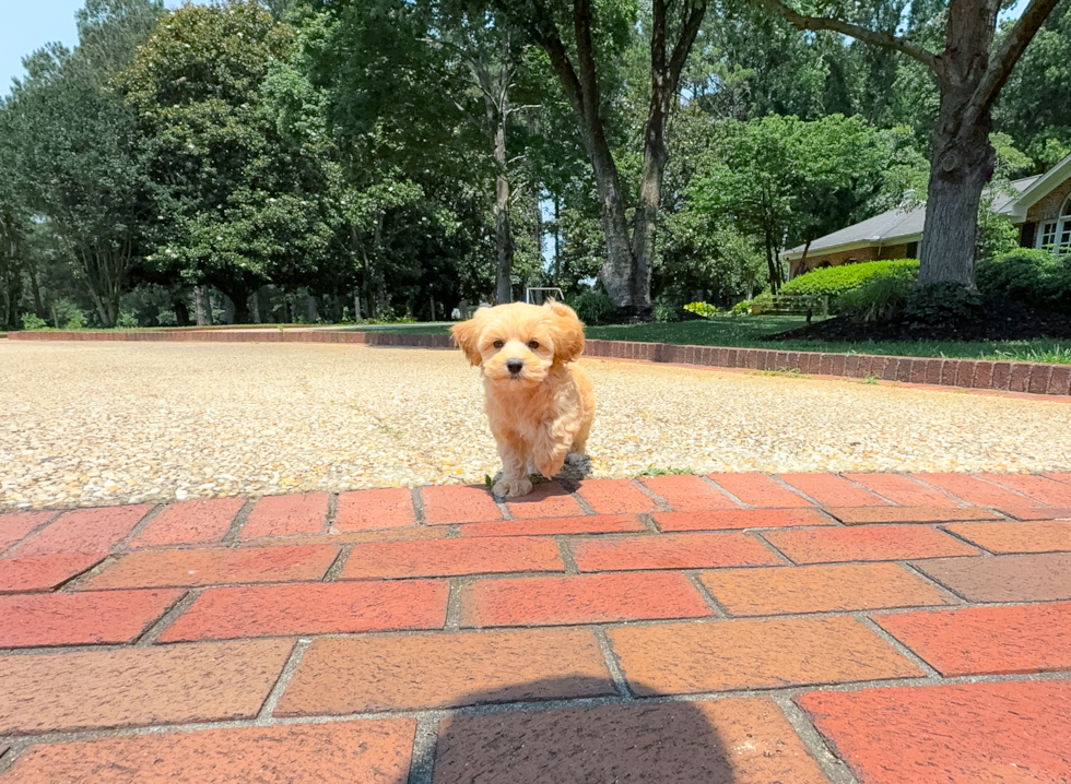 Maltipoo Puppy for Adoption