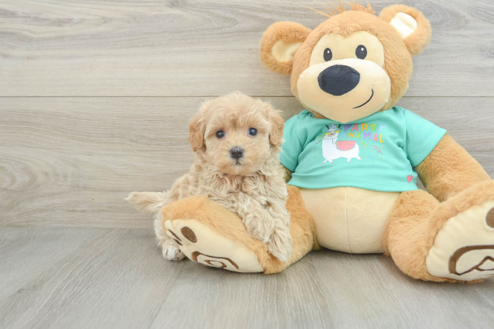 Fluffy Maltipoo Poodle Mix Pup