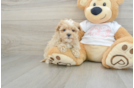 Smart Maltipoo Poodle Mix Pup