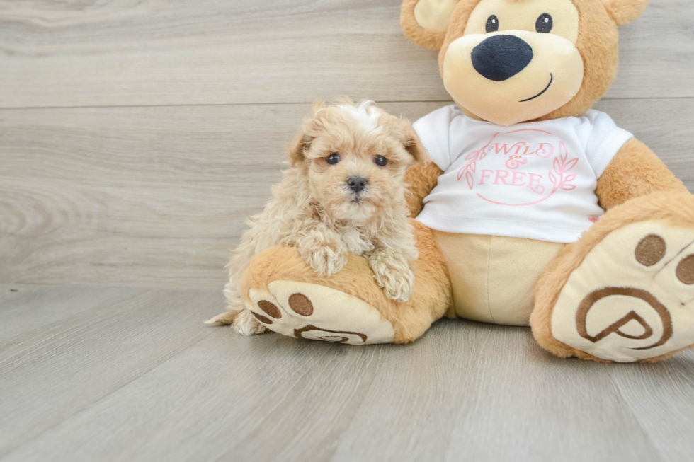 Smart Maltipoo Poodle Mix Pup