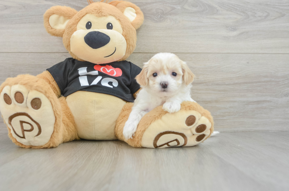 6 week old Maltipoo Puppy For Sale - Simply Southern Pups
