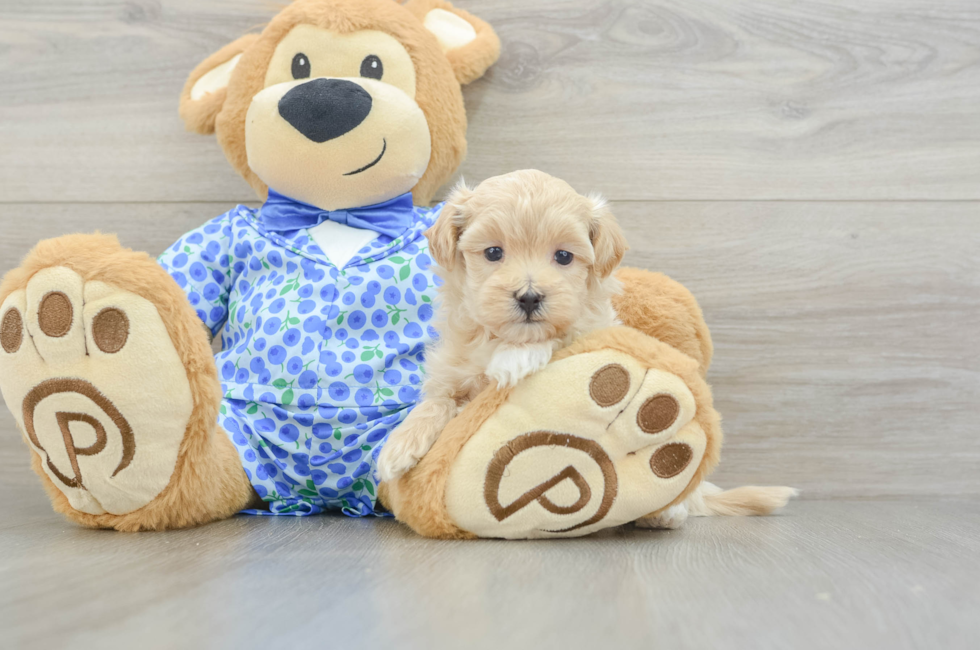 7 week old Maltipoo Puppy For Sale - Simply Southern Pups