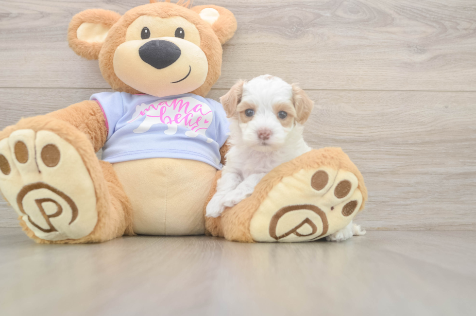 5 week old Maltipoo Puppy For Sale - Simply Southern Pups