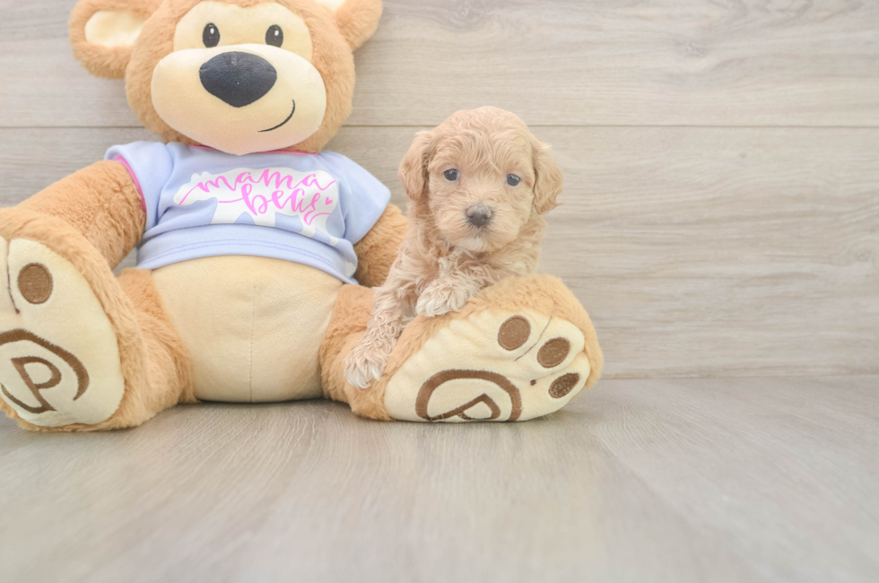 5 week old Maltipoo Puppy For Sale - Simply Southern Pups