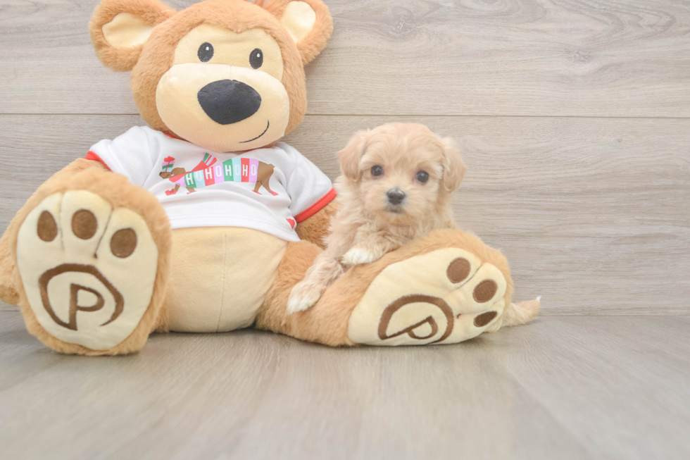 Best Maltipoo Baby