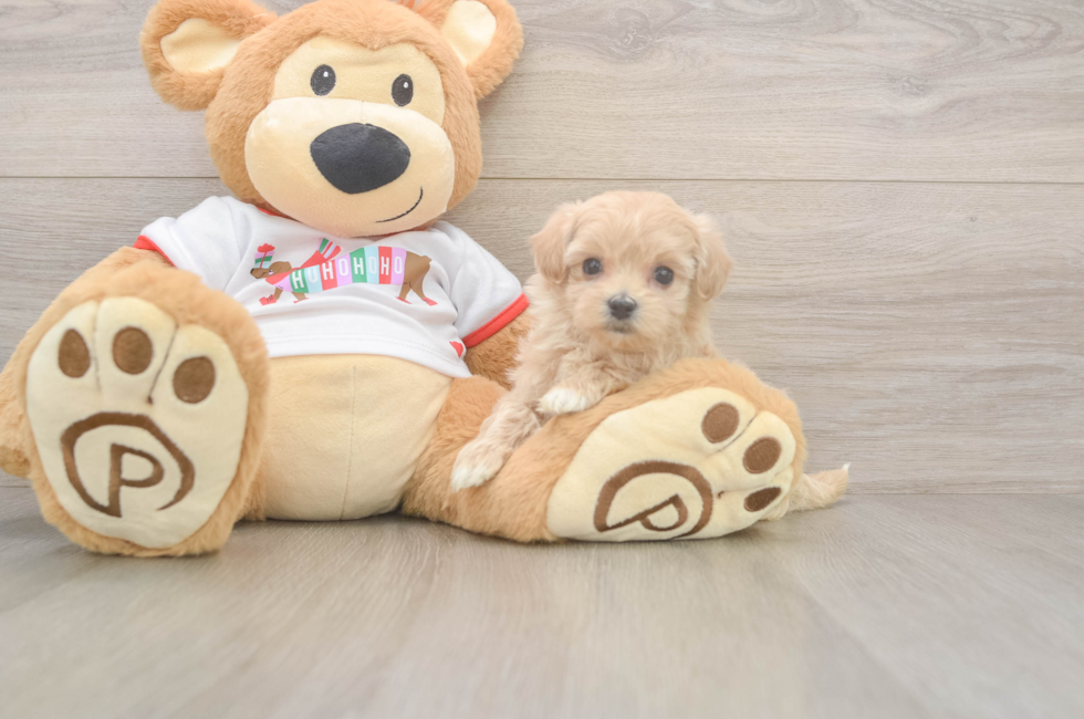 5 week old Maltipoo Puppy For Sale - Simply Southern Pups