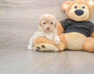 7 week old Maltipoo Puppy For Sale - Simply Southern Pups