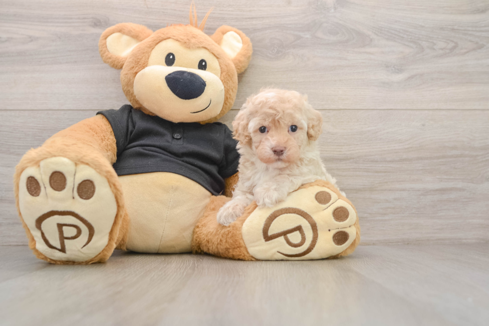 Smart Maltipoo Poodle Mix Pup