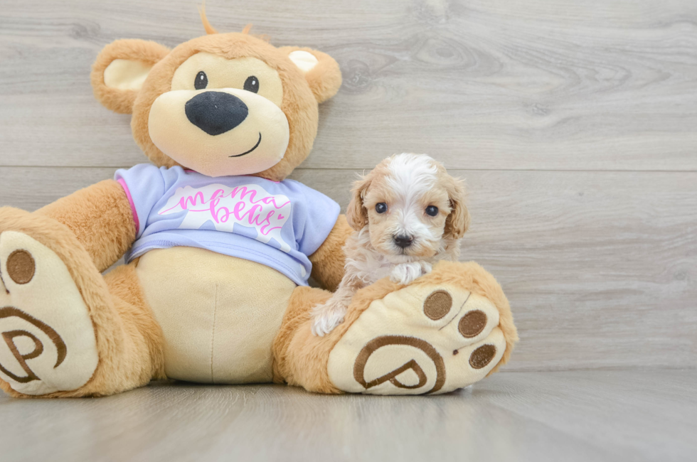 6 week old Maltipoo Puppy For Sale - Simply Southern Pups