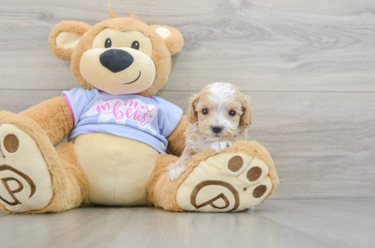 Maltipoo Pup Being Cute