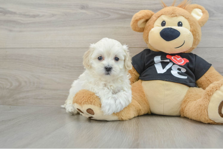 Maltipoo Puppy for Adoption